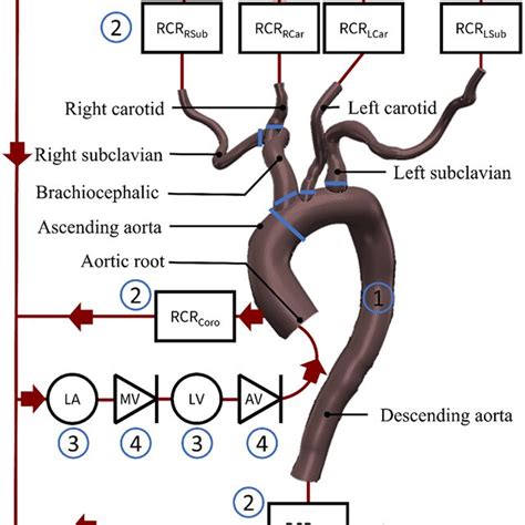 The Lumped Parameter Model Of The Cardiovascular System Is The