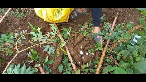 Harvesting Cassava Roots Youtube