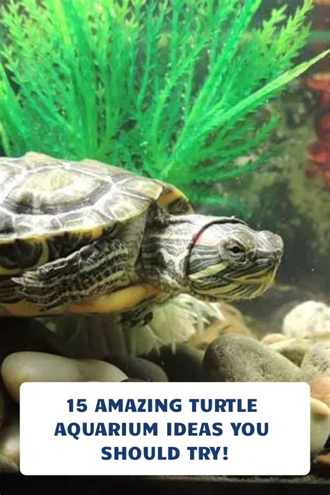 15 Amazing Turtle Aquarium Ideas You Should Try! | Turtle aquarium ...