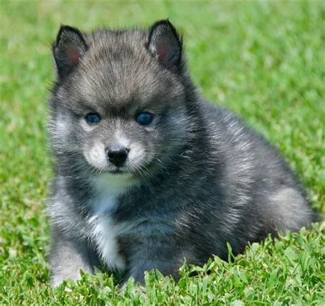 Pomsky Puppy Breeders Near Me - Pets Lovers