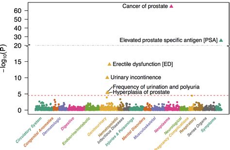 Association Of Polygenic Risk Scores For Multiple Cancers In A Phenome