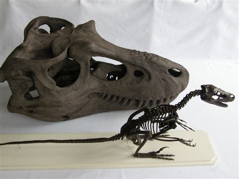 Bambiraptor Skeleton Project - Page 3 - Paleo Re-creations - The Fossil ...