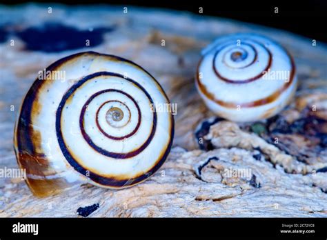 Snail shell. Natural colors and background Stock Photo - Alamy