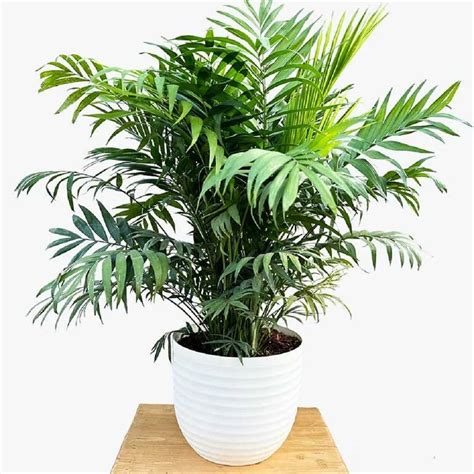 Well Drained Natural Chamaedorea Elegans Palm Plant Large For Indoor