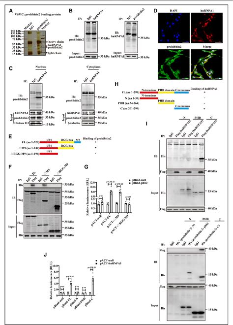 Figure 1 From PHB2 Maintains The Contractile Phenotype Of VSMCs By