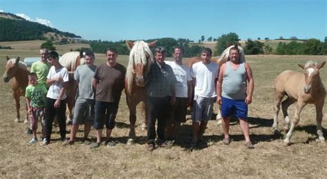 Les Leveurs De Chevaux Comtois En Pleine Pr Paration Des Juments