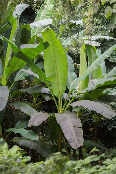 Bananenstaude Musa basjoo pflanzen pflegen und überwintern