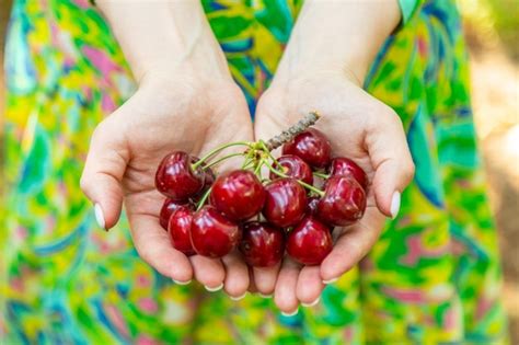 Premium Photo Closeup Of Hand Holding Bunch Of Cherries In Hands