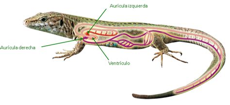 Pin de Marta Suárez em reptiles Sistema circulatório Sistema