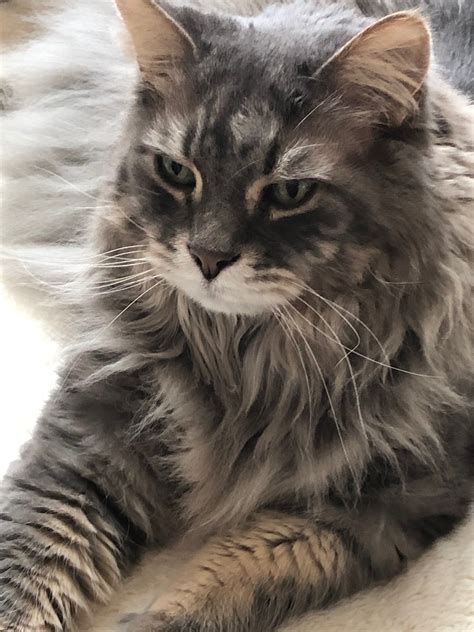 Adorable Long Haired Tabby Cat