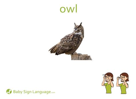 Owl