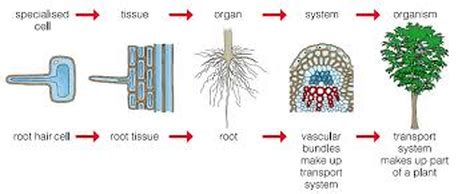 Cells, tissues and organs - Dr Randall Science