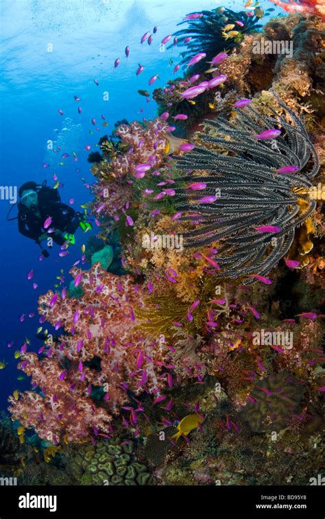 Scuba Diver In Philippine Coral Gardens Cabilao Philippines Stock