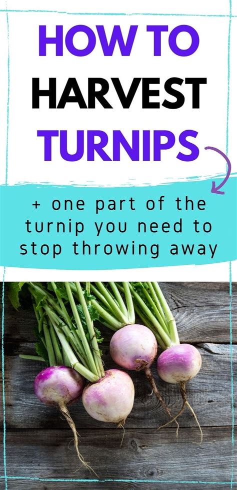 How To Harvest Turnips Turnip Fast Growing Vegetables Growing