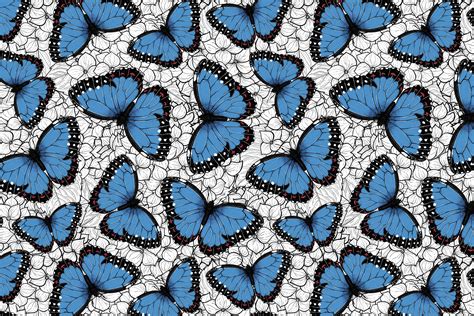 Blue Morpho Butterflies 2 Wallpaper | Buy Online at Happywall