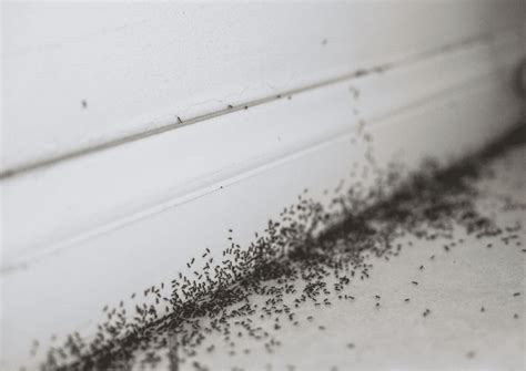 Does Baking Soda Kill Ants? - Pest Source