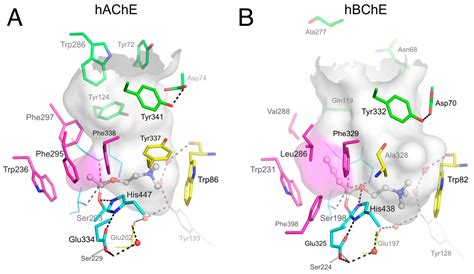 Acetylcholinesterase Structure