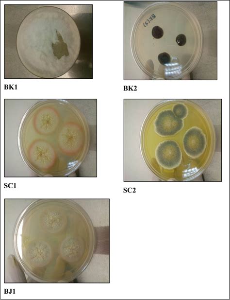 Isolation Screening And Optimization Of Alkaliphilic Cellulolytic