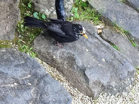 Eurasian Blackbird From Alameda Edgar Cardoso Lisboa