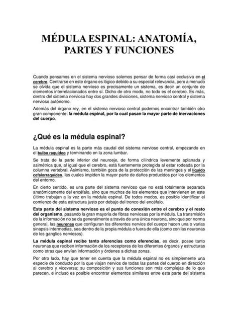 MÉDULA ESPINAL Apuntes y Resúmenes médicos uDocz