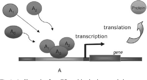 Figure 1 From Inferring Transcriptional Regulatory Networks From High