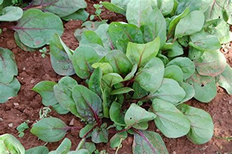 25 Spinach Varieties To Try In Your Garden Green Thumb Gardener