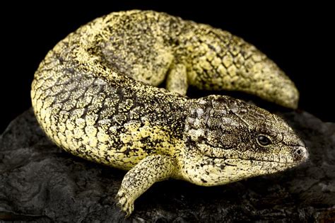 Rottnest Island Shingleback Skink Tiliqua Rugosa Konowi Stock Photo