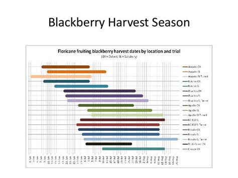 Blackberry Variety Primer