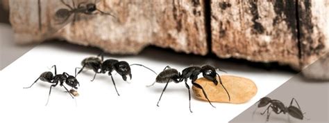 What Do Carpenter Ants Eat