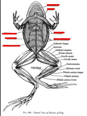 dorsal frog muscles Diagram | Quizlet