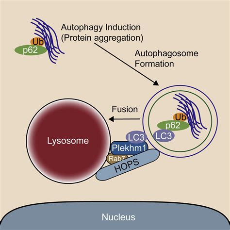 PLEKHM1 Regulates Autophagosome Lysosome Fusion Through HOPS Complex