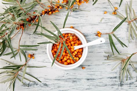 8 Benefits Of Sea Buckthorn Oil Explained Loov