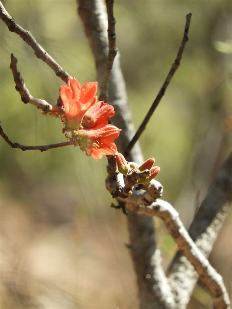 Red Flowering Kurrajong From Litchfield Park Rd Litchfield Park Nt