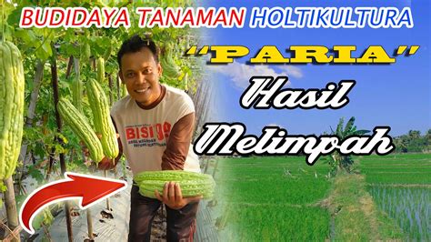 Budidaya Paria Pare Lipa F Petani Muda Youtube