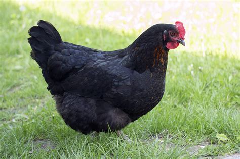 Black Australorp Chicken Eggs