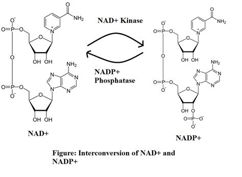 Complete Overview Of Niacin And Derived Cofactors