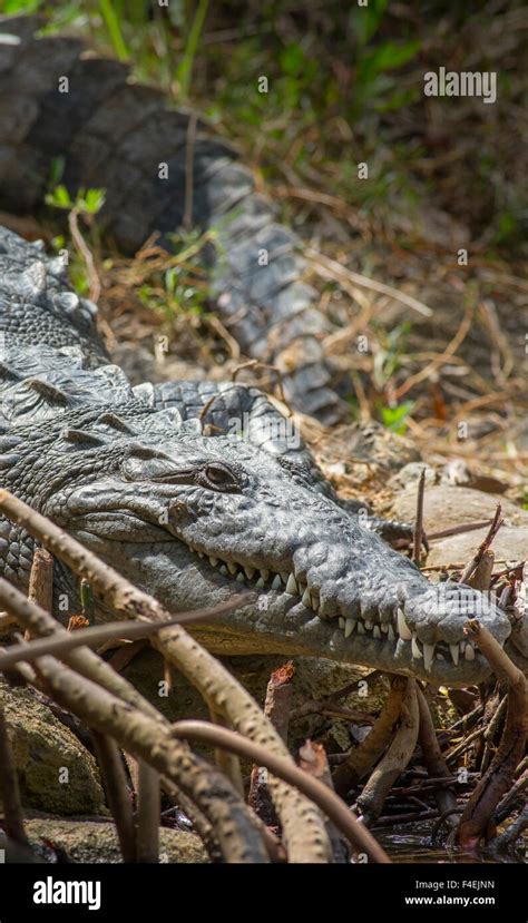 Krokodil Salzwasser Lebensraum Fotos Und Bildmaterial In Hoher