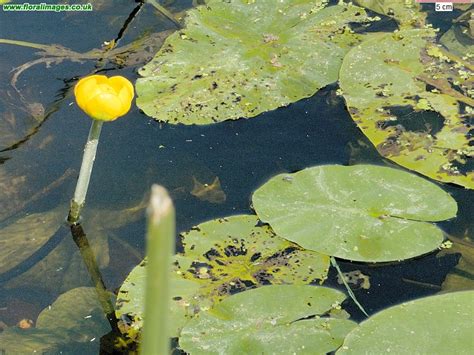 Nuphar lutea, picture 11 of 11