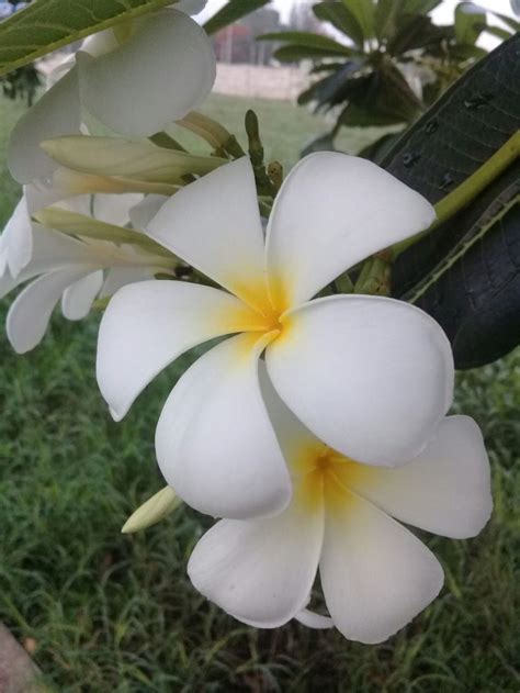 White And Yellow Flowers Are Blooming On The Tree Branch In Front Of