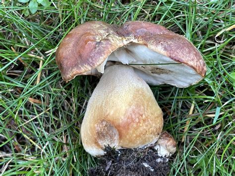 Porcini And Allies From Ivanhoe Park Bellevue WA US On October 11