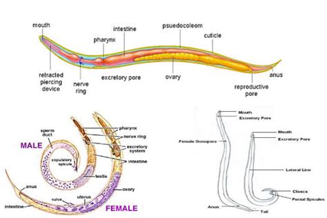 Ascaris Anatomy Diagram