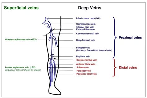 Gastrocnemius Vein Anatomy Anatomy Book