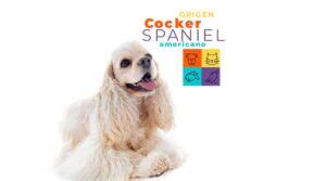 Cocker Spaniel americano temperamento carácter y cuidados