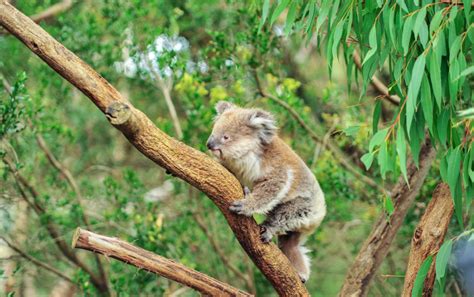 Keeping Agricultural Needs and Koala Habitat Conservation in Check