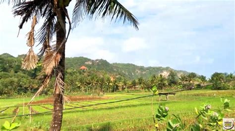 Wisata Hidden Gem Suasana Hawaii Di Pondok Bambu Rangdo Jogja Cocok