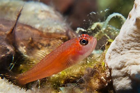 Pygmy Goby Stock Photo Image Of Dwarf Underwater Little 25962684