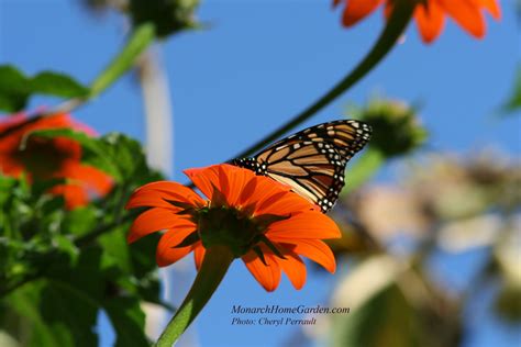 Monarch Home Garden - Monarch Butterfly, Plants, Garden