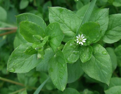 Common Chickweed Common Chickweed Stellaria Media Is An An Flickr