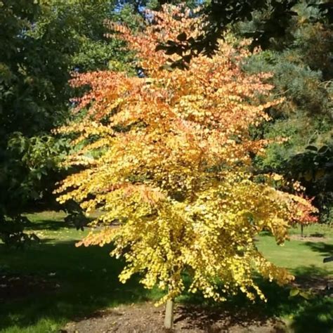 Cercidiphyllum Japonicum Boyd S Dwarf Small Trees For Garden