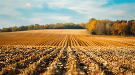 Agricultural Field With A Crop Background Agricultural Field Crop Background Image And